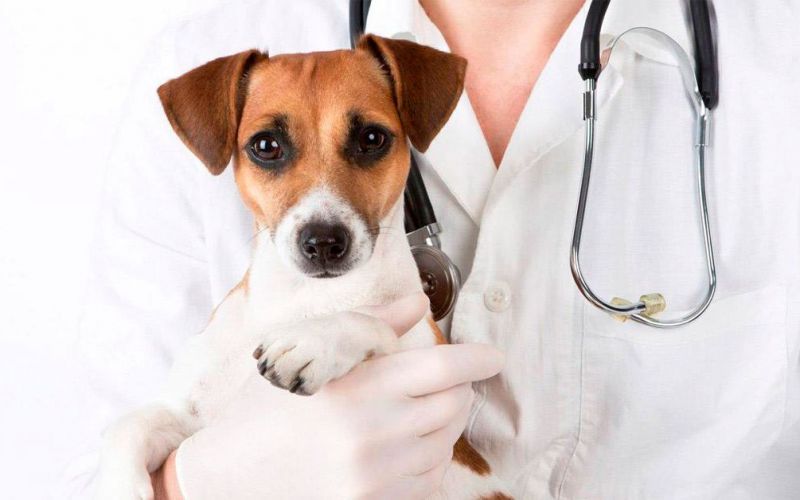 Hospital Veterinário Life é o mais novo parceiro do SINDSEMPMG